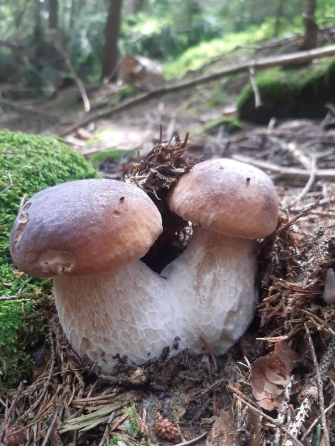 Biogasthaus Plonerhof Bressanone Esterno foto