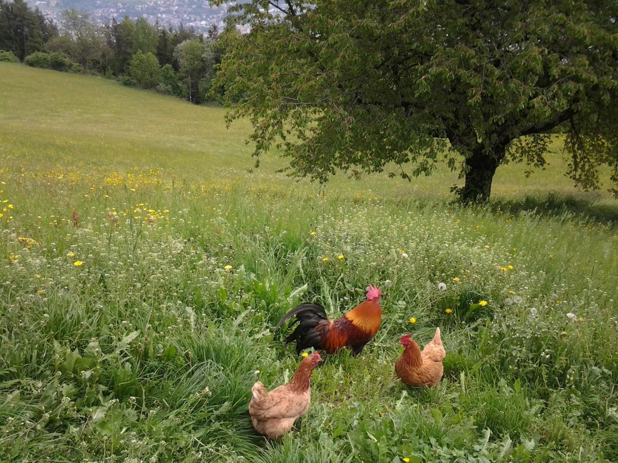 Biogasthaus Plonerhof Bressanone Esterno foto