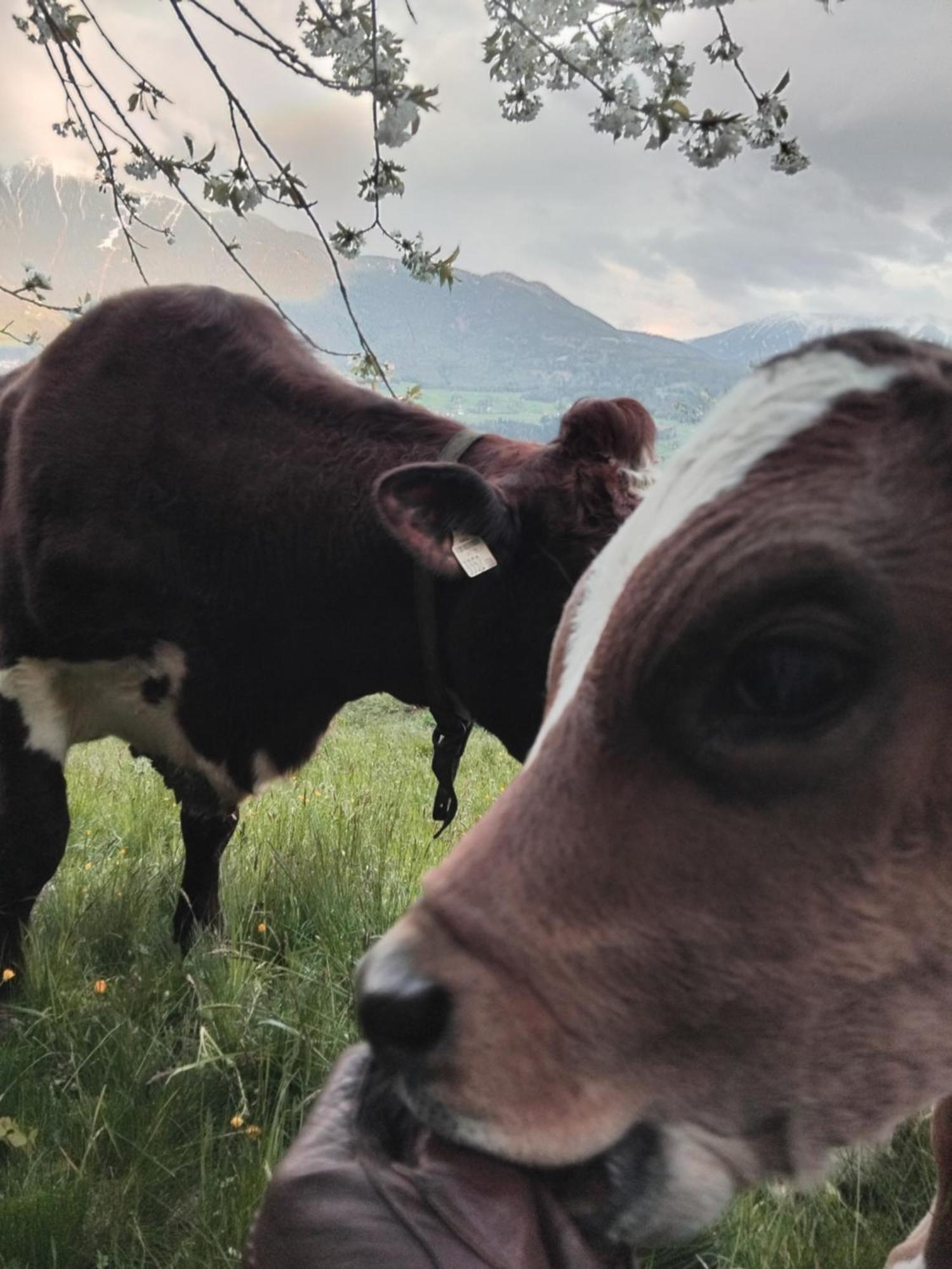 Biogasthaus Plonerhof Bressanone Esterno foto